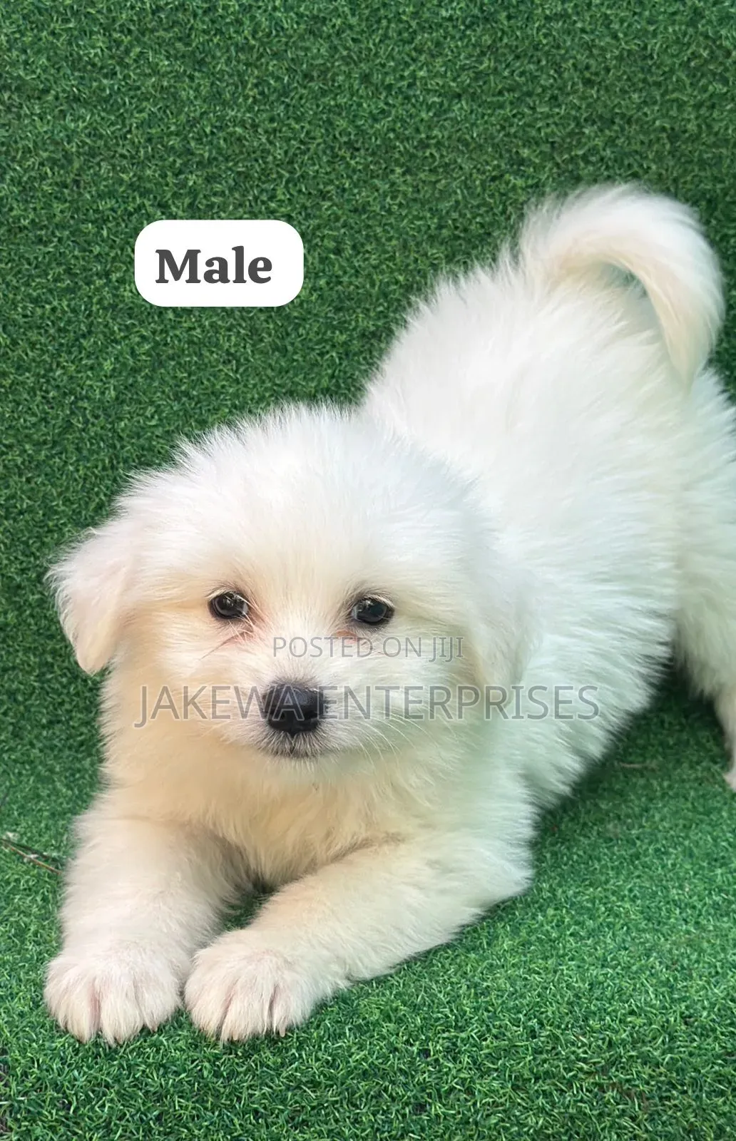 1-3 months Male Purebred Havanese