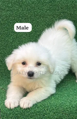 1-3 months Male Purebred Havanese