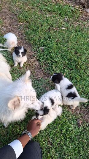 3-6 months Female Mixed Breed Maltese - thumbnail 2