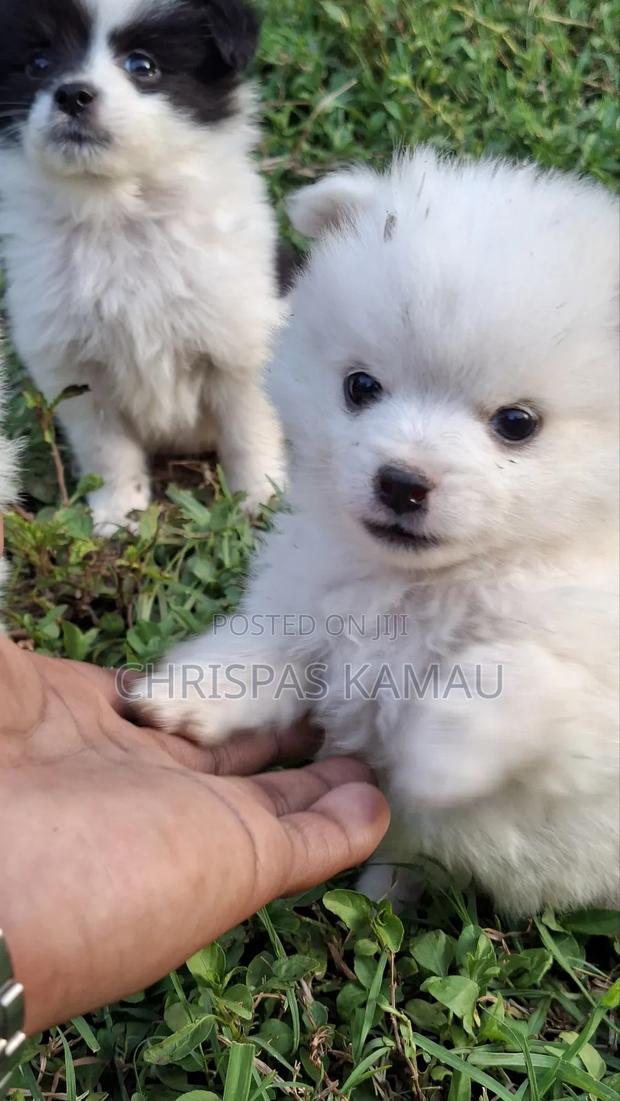 3-6 months Female Mixed Breed Maltese - thumbnail 3