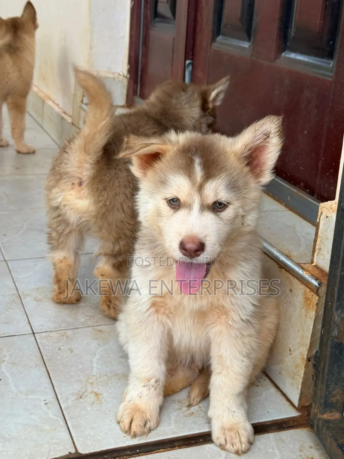 1-3 months Male Purebred Siberian Husky