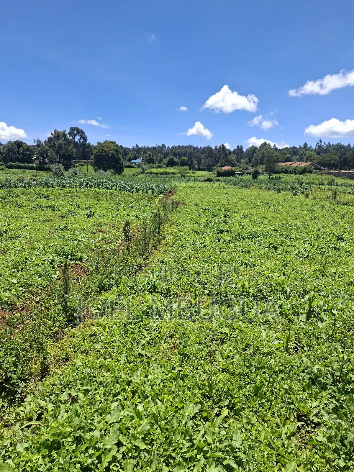 2.2Acres for Sale in Limuru Mutarakwa(0.5km From the Tarmac)