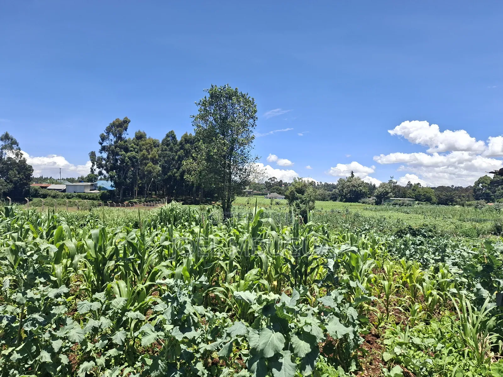 2.2Acres for Sale in Limuru Mutarakwa(0.5km From the Tarmac)