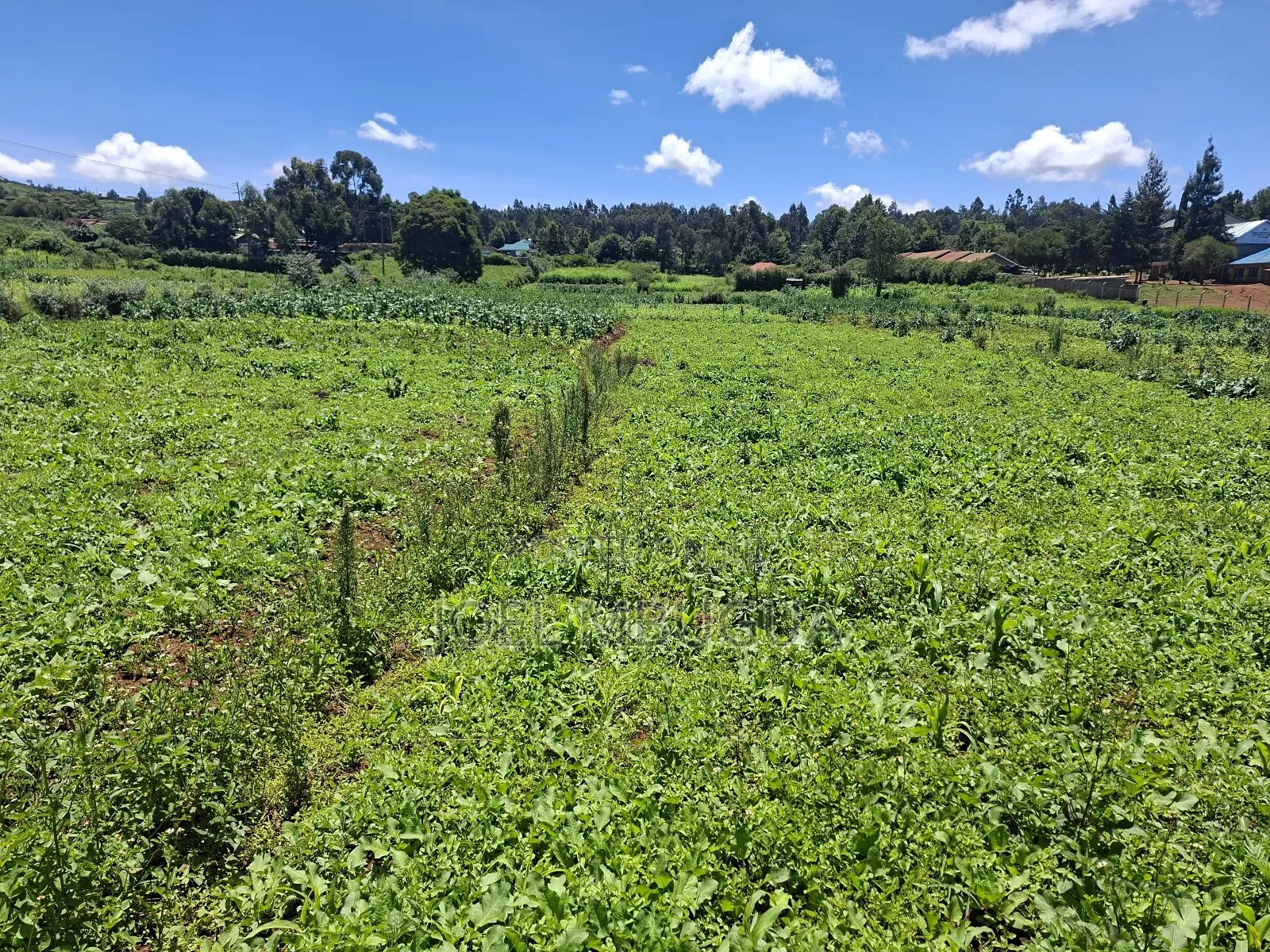 2.2Acres for Sale in Limuru Mutarakwa(0.5km From the Tarmac)