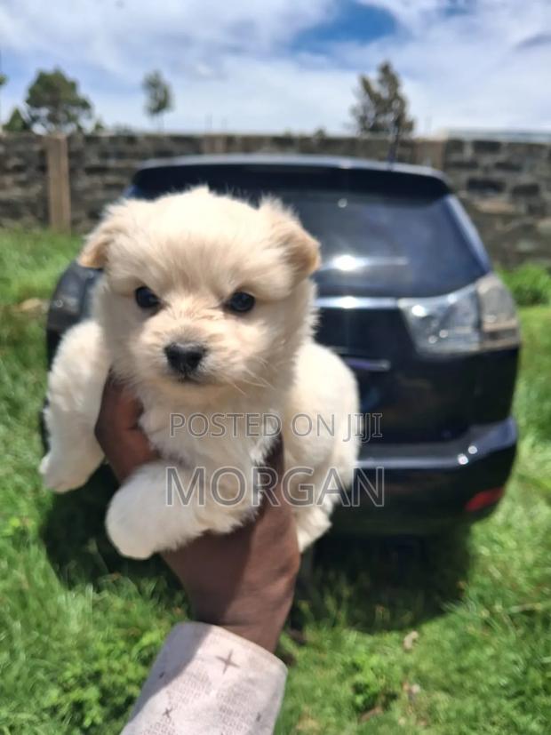 1-3 months Female Purebred Maltese