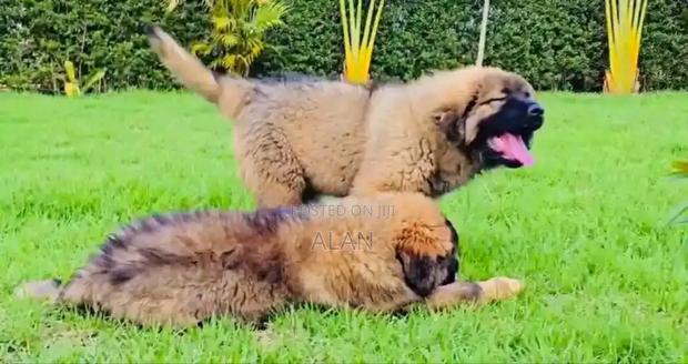 3-6 months Female Mixed Breed German Shepherd - main view