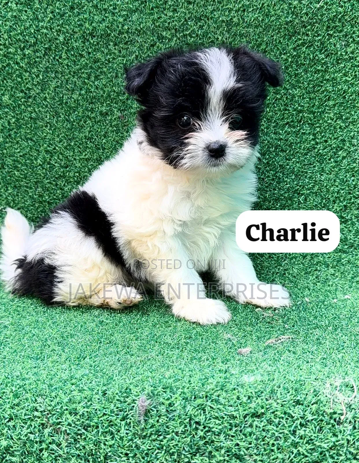 1-3 months Male Purebred Havanese