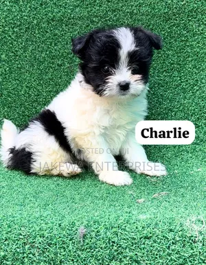 1-3 months Male Purebred Havanese