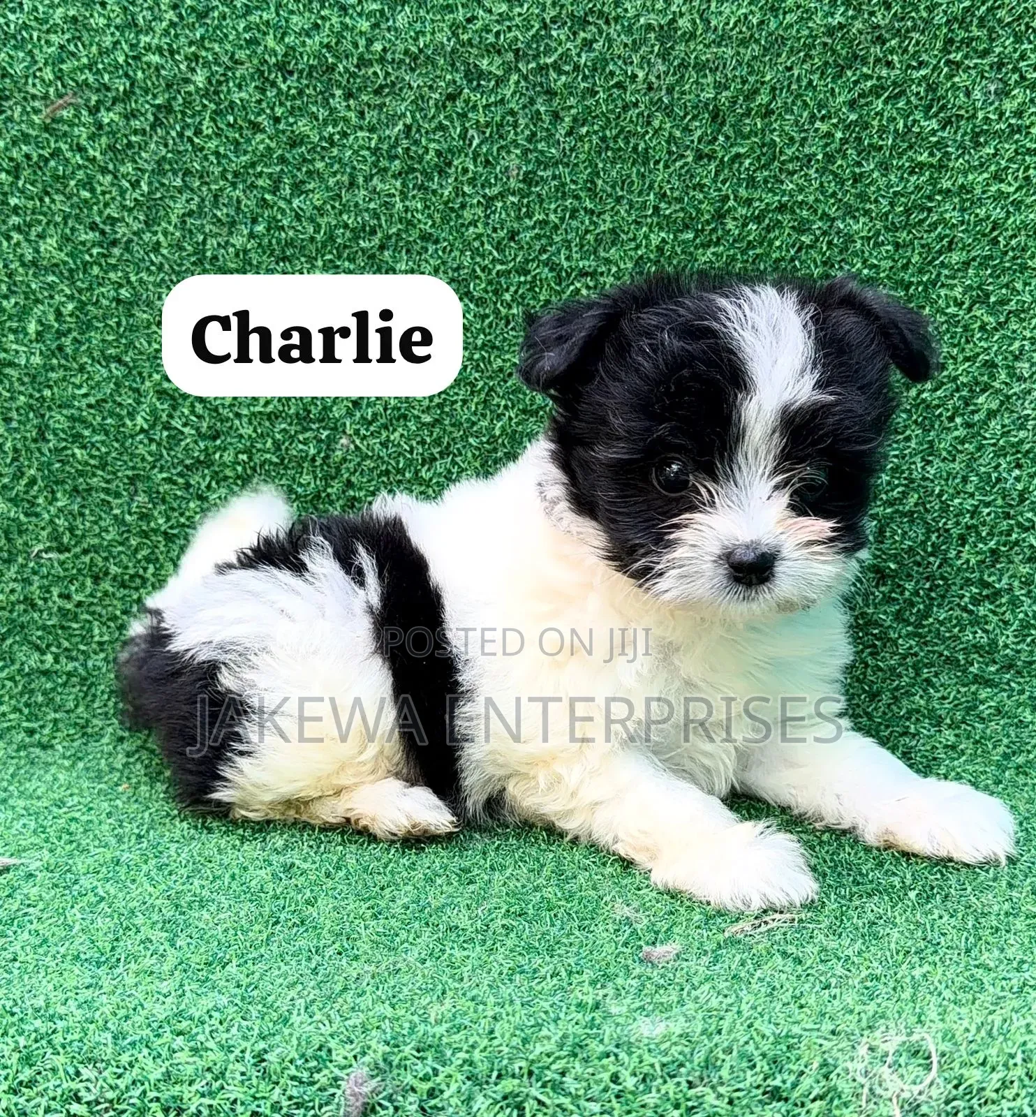 1-3 months Male Purebred Havanese