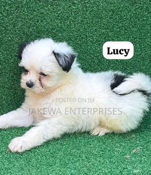 1-3 months Female Purebred Havanese