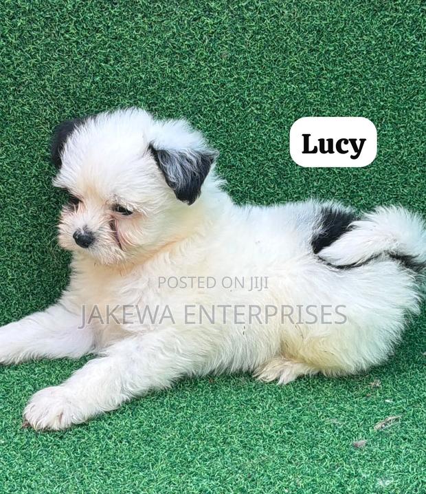 1-3 months Female Purebred Havanese