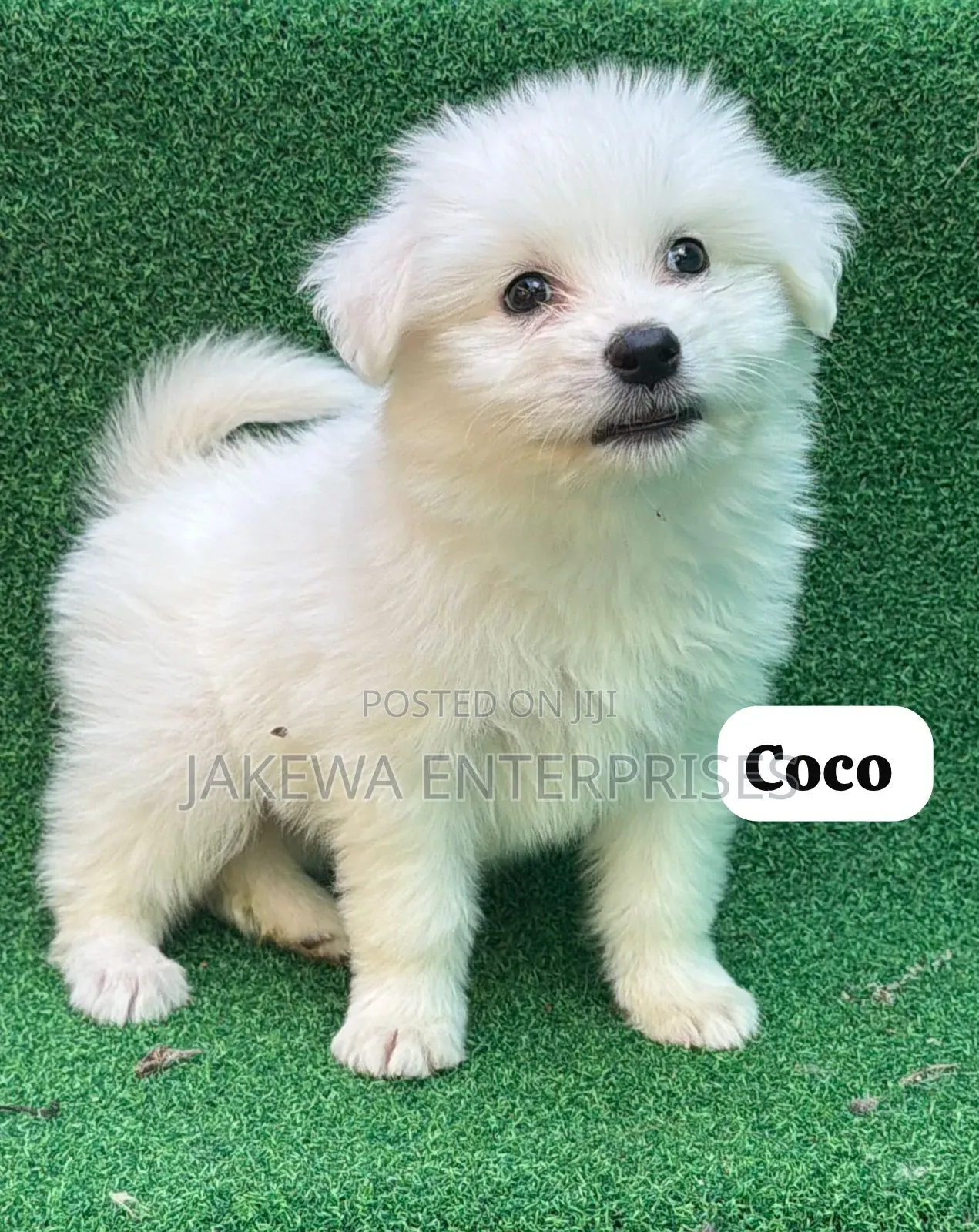 1-3 months Female Purebred Havanese