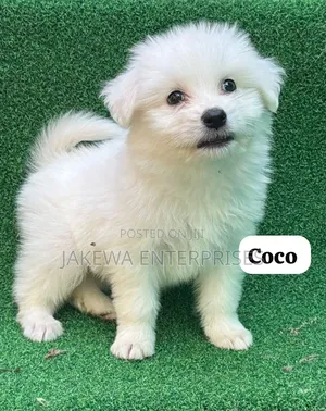 1-3 months Female Purebred Havanese
