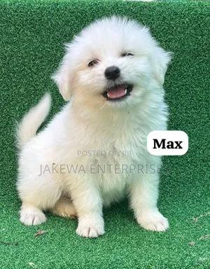 1-3 months Male Purebred Havanese