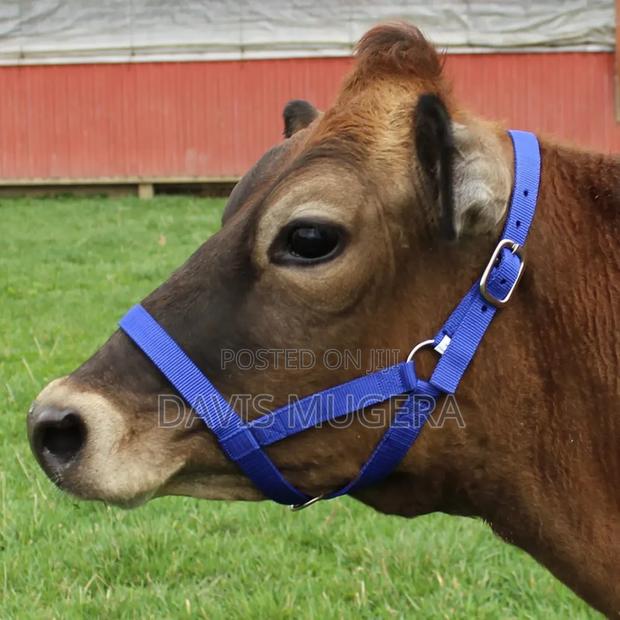 Original Adjustable Nylon Livestock Cattle Halters Available - thumbnail 2