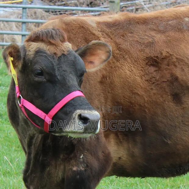 Original Adjustable Nylon Livestock Cattle Halters Available - thumbnail 3