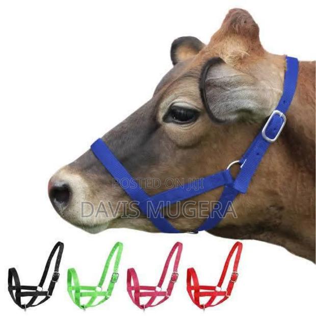 Original Adjustable Nylon Livestock Cattle Halters Available - thumbnail 4