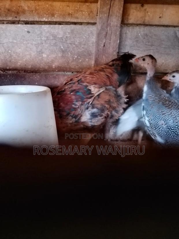 Selling 4months Old Kanga - main view