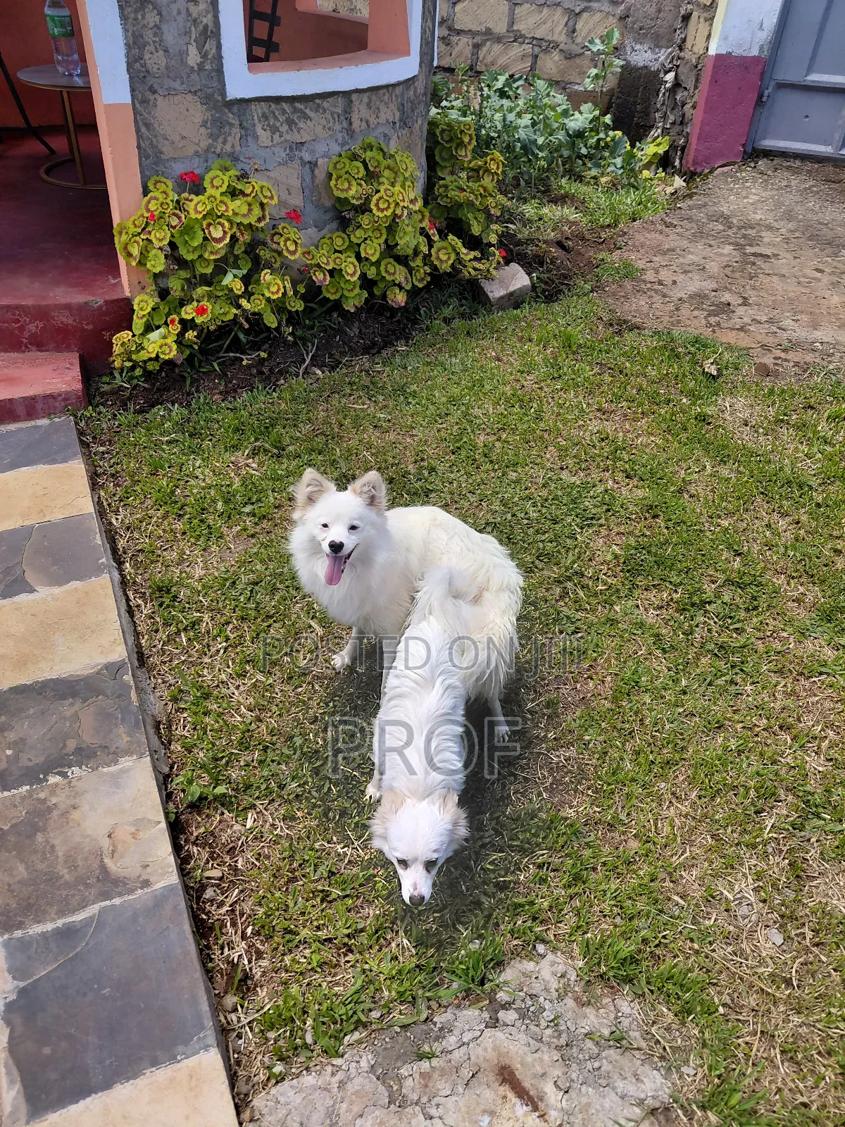 6-12 months Male Purebred Japanese Spitz