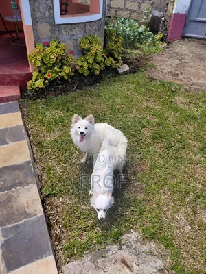 6-12 months Male Purebred Japanese Spitz