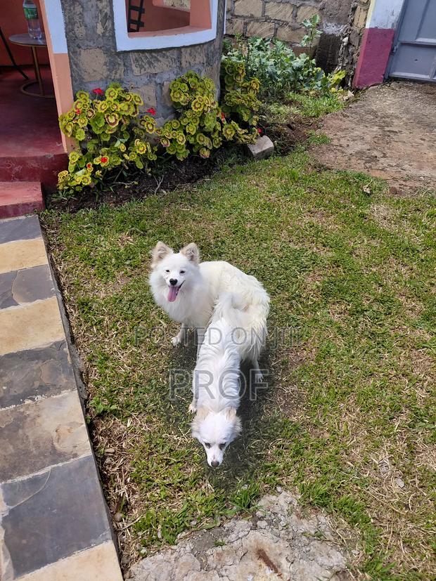 6-12 months Male Purebred Japanese Spitz - main view