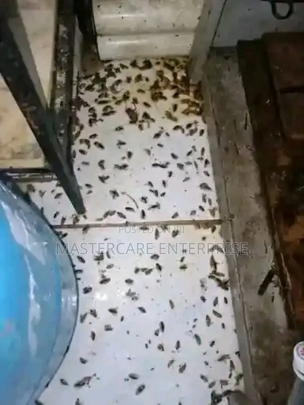 Nairobi Leading Fumigation and Pest Control