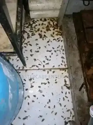 Nairobi Leading Fumigation and Pest Control
