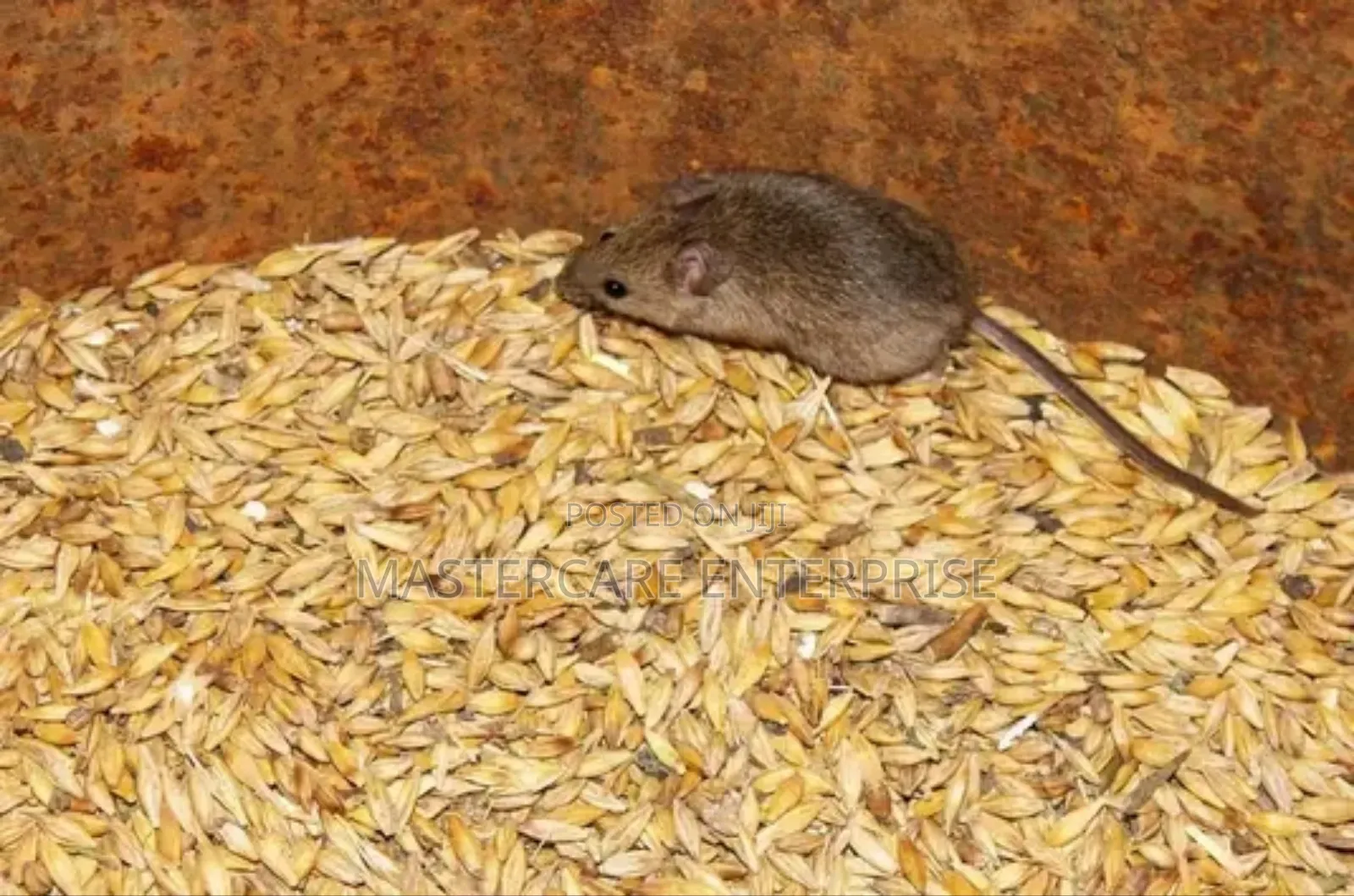 Rodents and Rats Elimination Services in Kenya