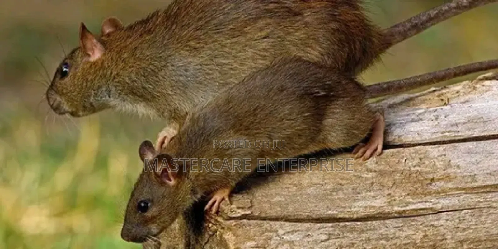 Storage Units Rats Control