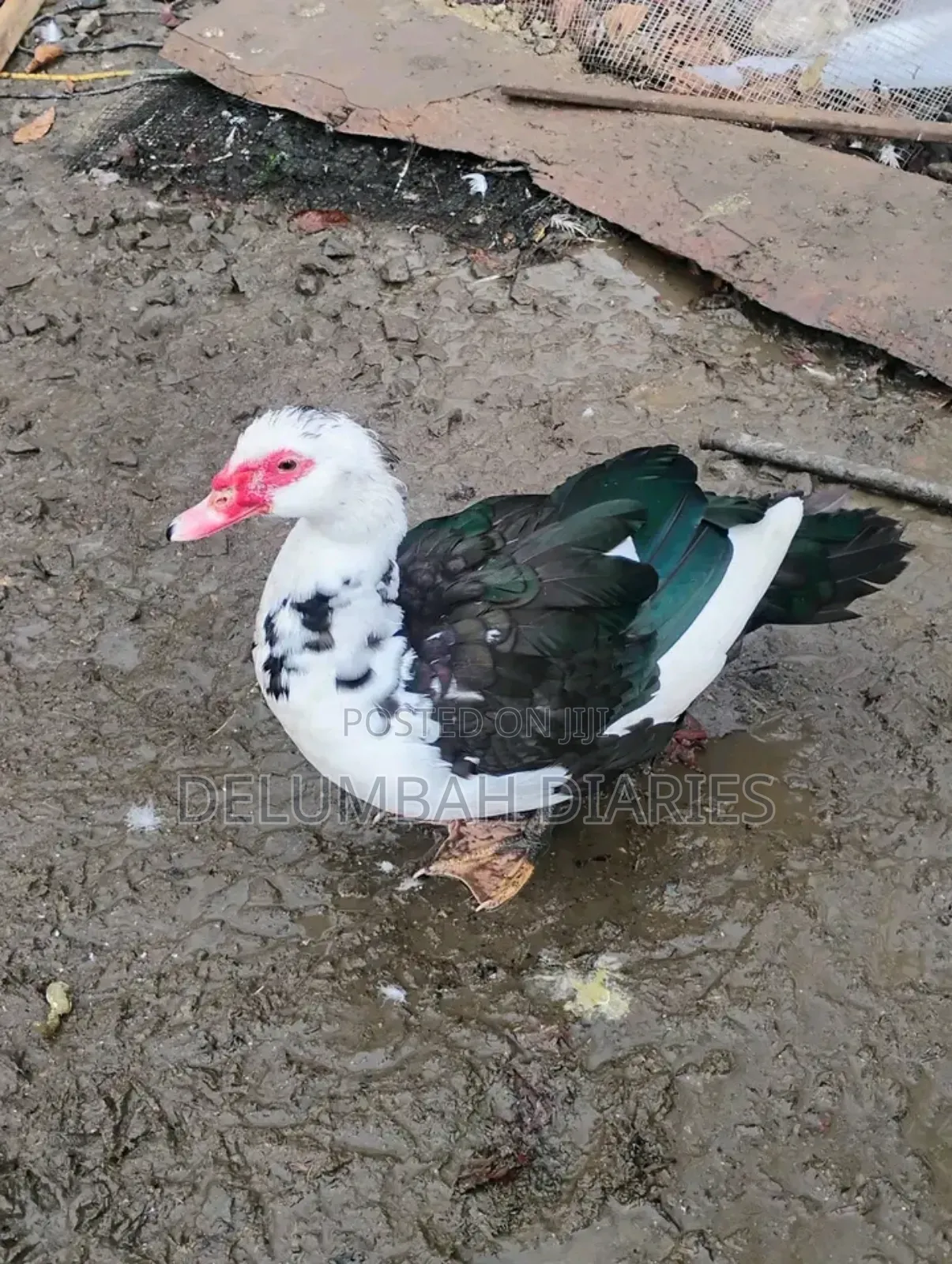 Muscovy Ducks