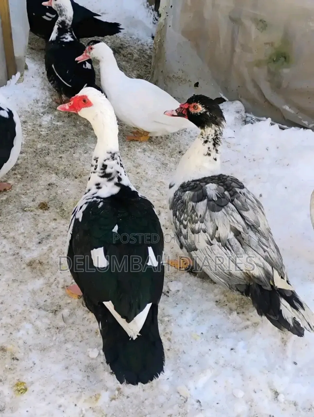 Muscovy Ducks
