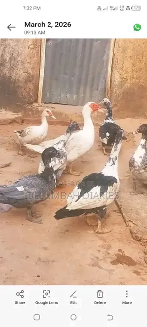 Muscovy Ducks