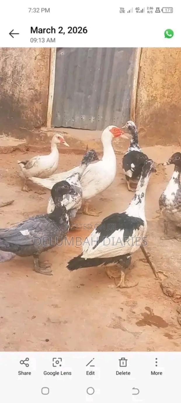 Muscovy Ducks - thumbnail 3