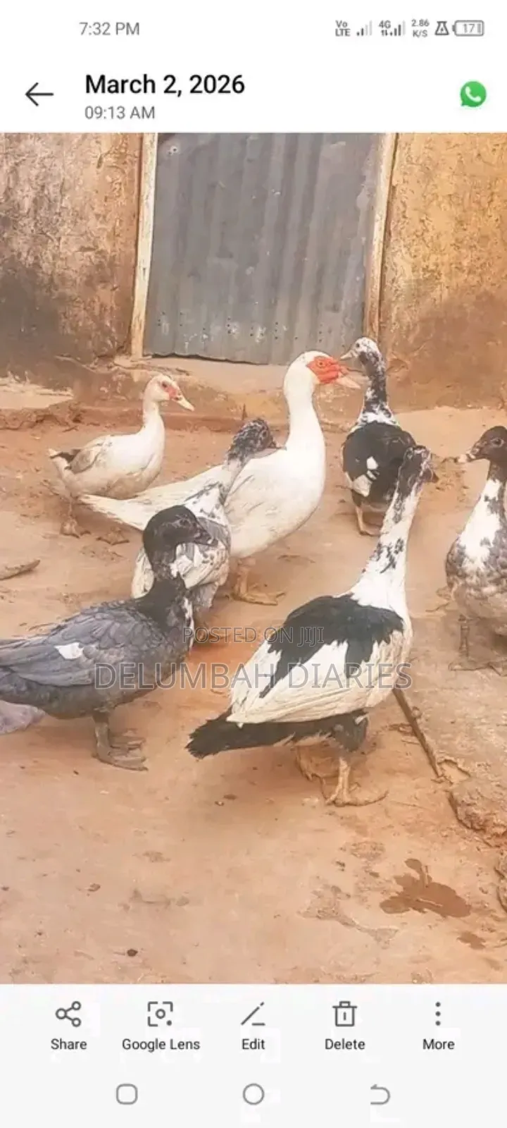 Muscovy Ducks