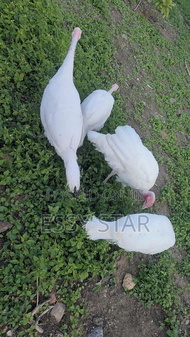 White Holland Turkeys - main view