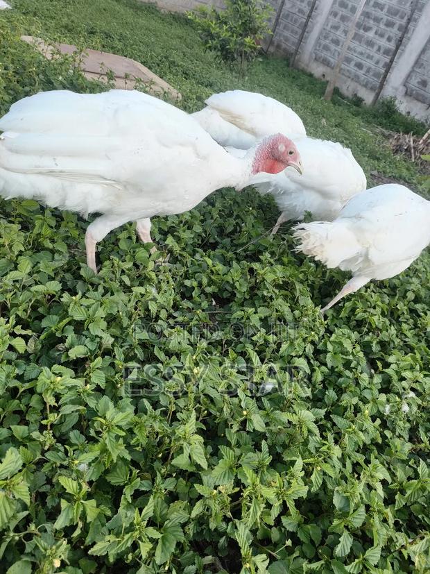 White Holland Turkeys - thumbnail 3