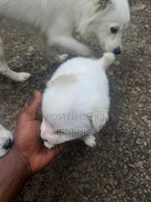 1-3 months Male Purebred Chihuahua - thumbnail 2