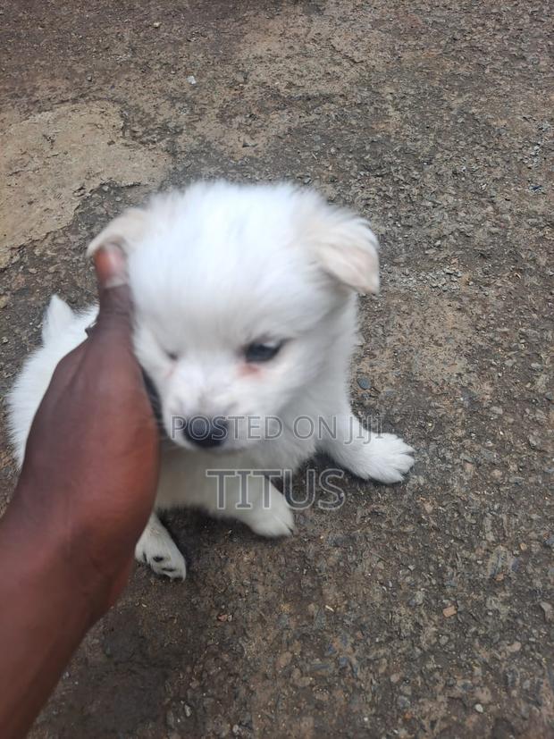 1-3 months Male Purebred Chihuahua - thumbnail 4