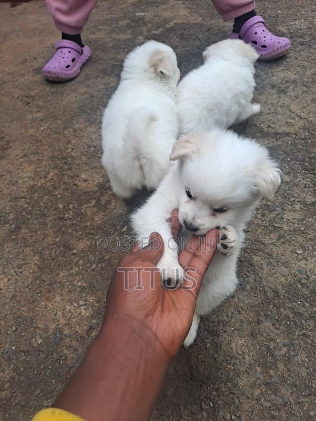 1-3 months Male Purebred Chihuahua - thumbnail 5