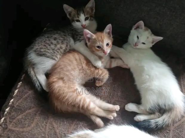 3-6 months Male Mixed Breed American Shorthair