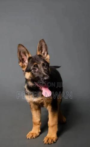 1-3 months Male Purebred German Shepherd - thumbnail 3