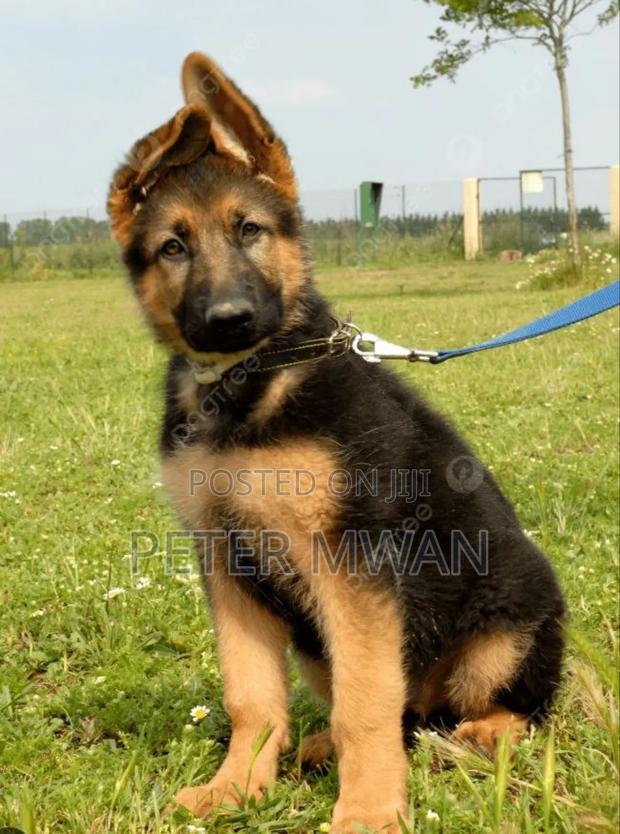 1-3 months Male Purebred German Shepherd - thumbnail 2