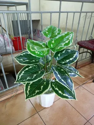 Ready-to-Display Indoor Plant Décor