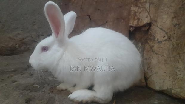 Male New Zealand Rabbit for Sale