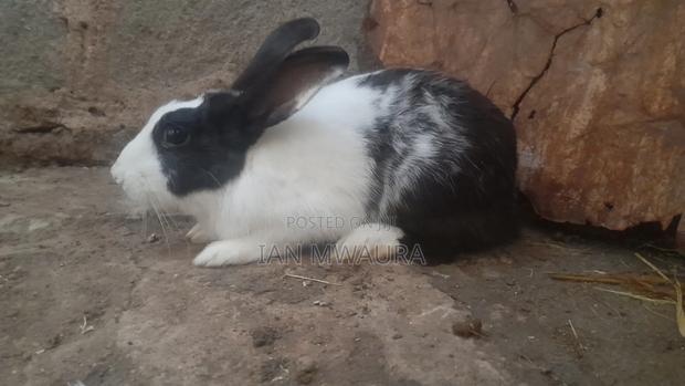 Dutch Male Rabbit for Sale