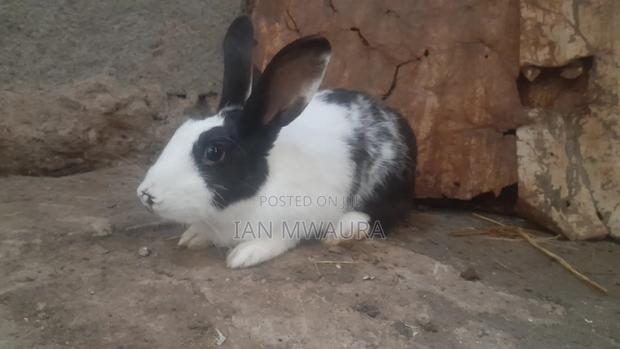 Dutch Male Rabbit for Sale - thumbnail 2