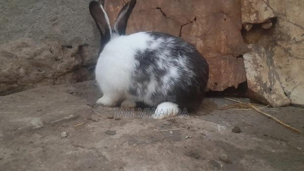 Dutch Male Rabbit for Sale - thumbnail 3