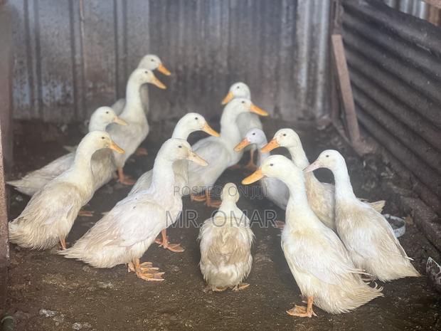 Exotic Ducks - main view
