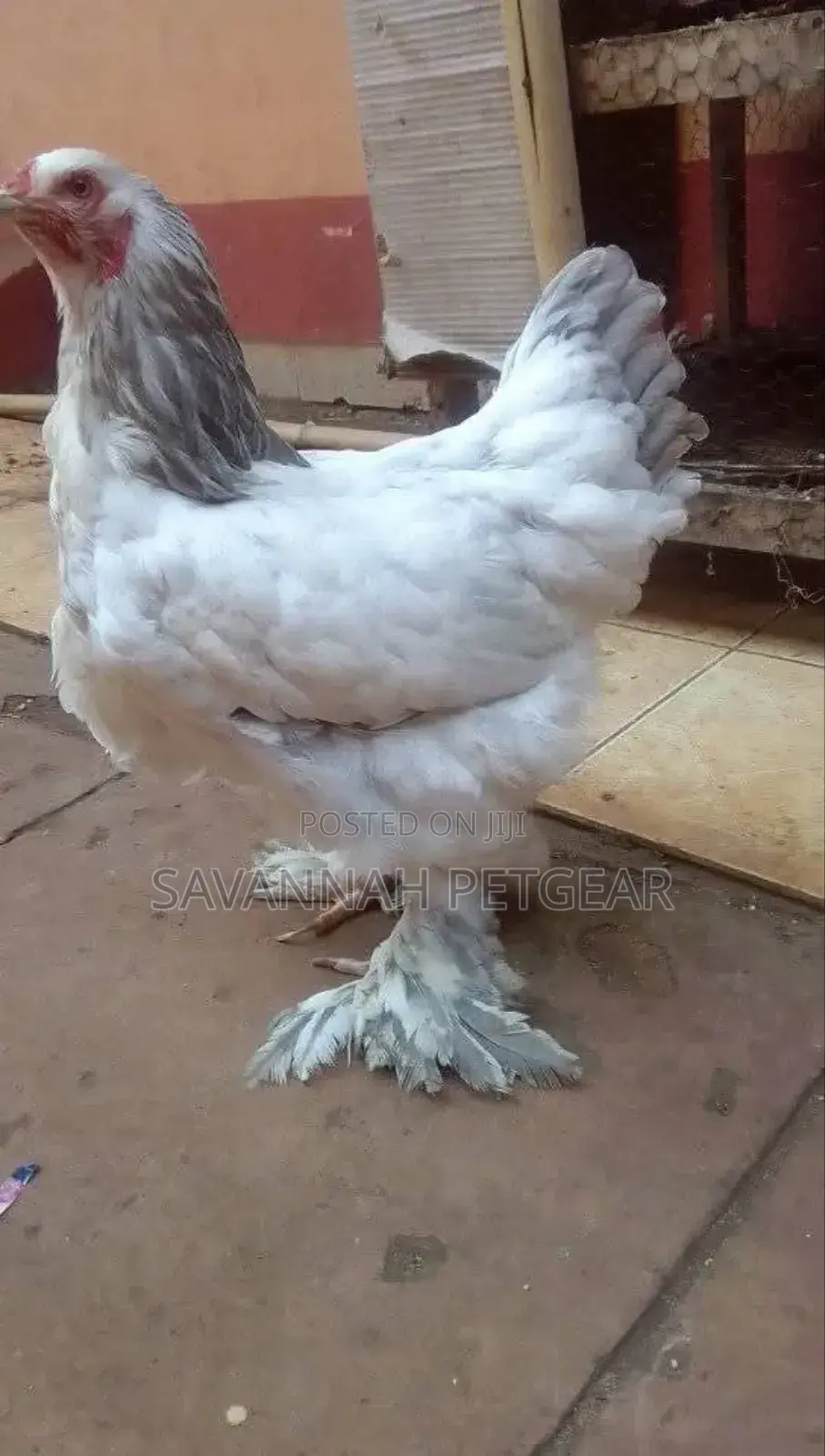 Brahma Chicken Fertilized Eggs For Hatching