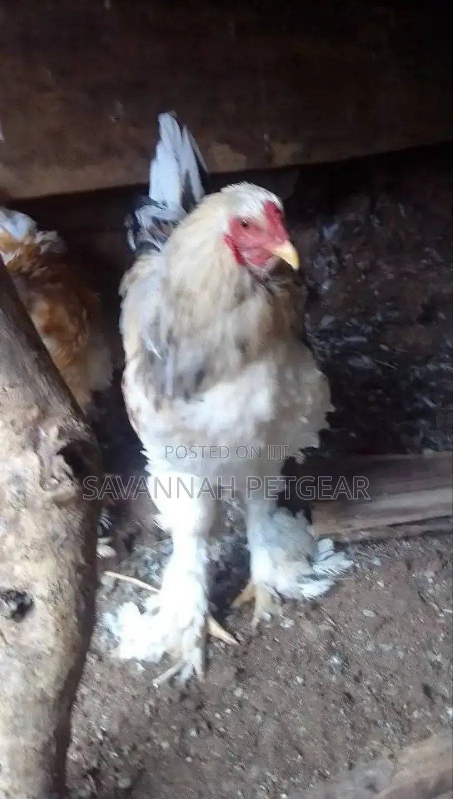 Brahma Chicken Fertilized Eggs For Hatching